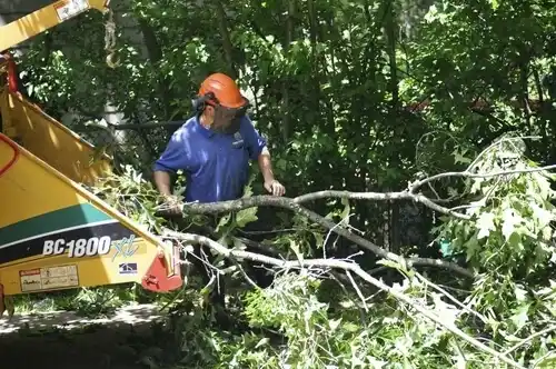 tree services North Carrollton